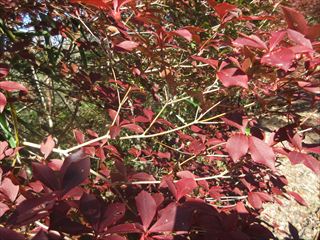 ドウダンツツジ